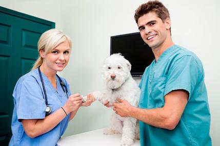 medicina-veterinaria-assistencia-aos-animais